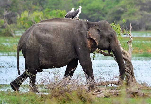 Kumana National Park